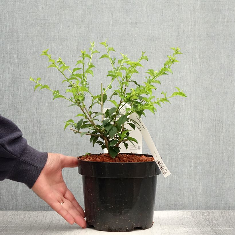 Ejemplar de Cerezo enano Japonés Yamadei - Prunus incisa Maceta 2L/3LAltura de entrega aprox. 30/40cm entregado en verano