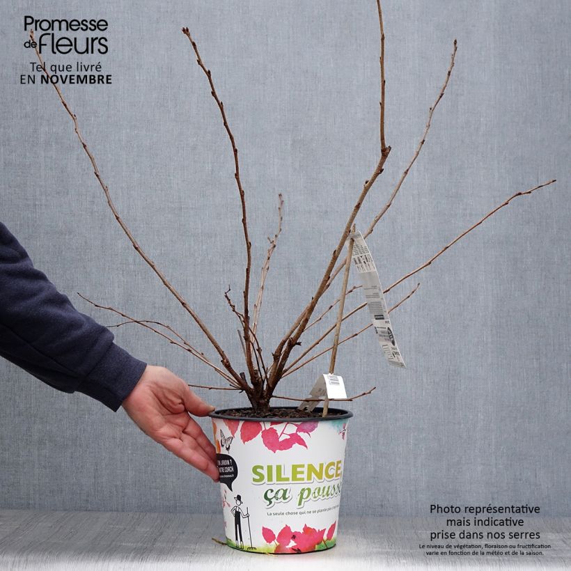 Ejemplar de Cerezo de flor Accolade Maceta 4L/5L entregado en otoño