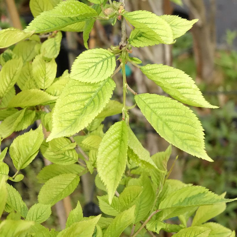 Cerezo enano Japonés Frilly Frock - Prunus incisa (Follaje)