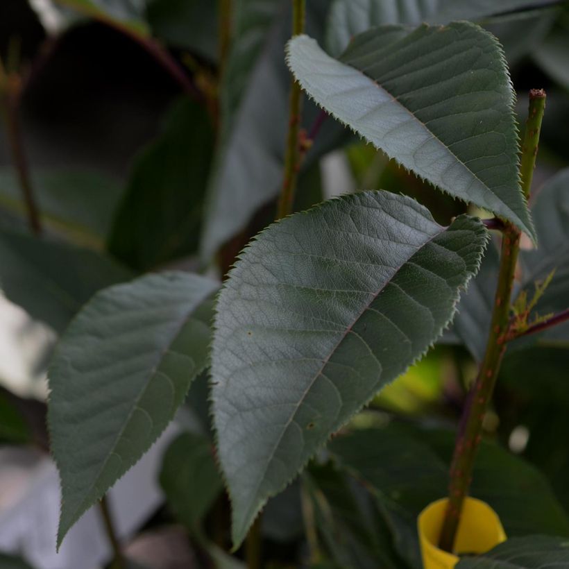 Cerezo japonés Kanzan - Prunus serrulata (Follaje)