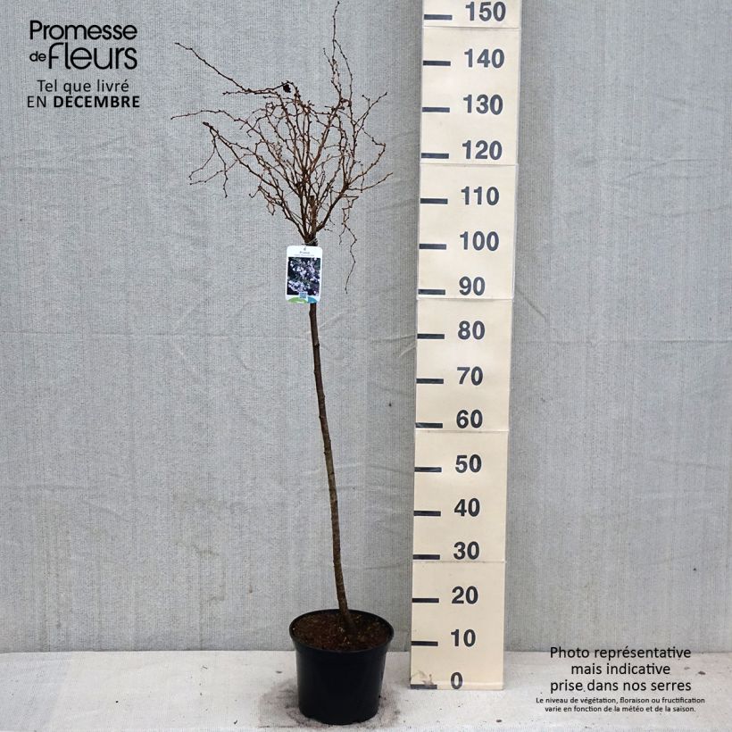 Ejemplar de Cerezo enano Japonés Kojo no mai - Prunus incisa Maceta 4L/5L entregado en otoño
