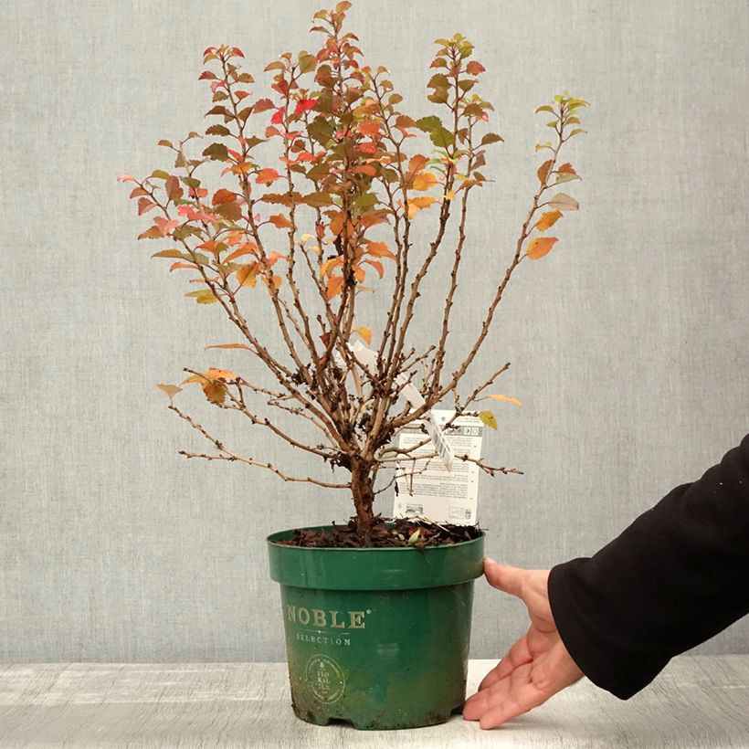 Ejemplar de Cerezo enano Japonés Kojo no mai - Prunus incisa Maceta 2L/3L entregado en otoño