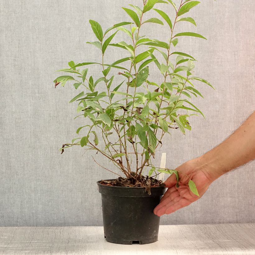 Ejemplar de Prunus glandulosa Rosea Plena Maceta 3L/4L entregado en verano