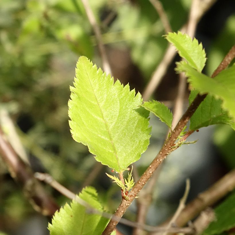Cerezo de flor Hally Jolivette (Follaje)