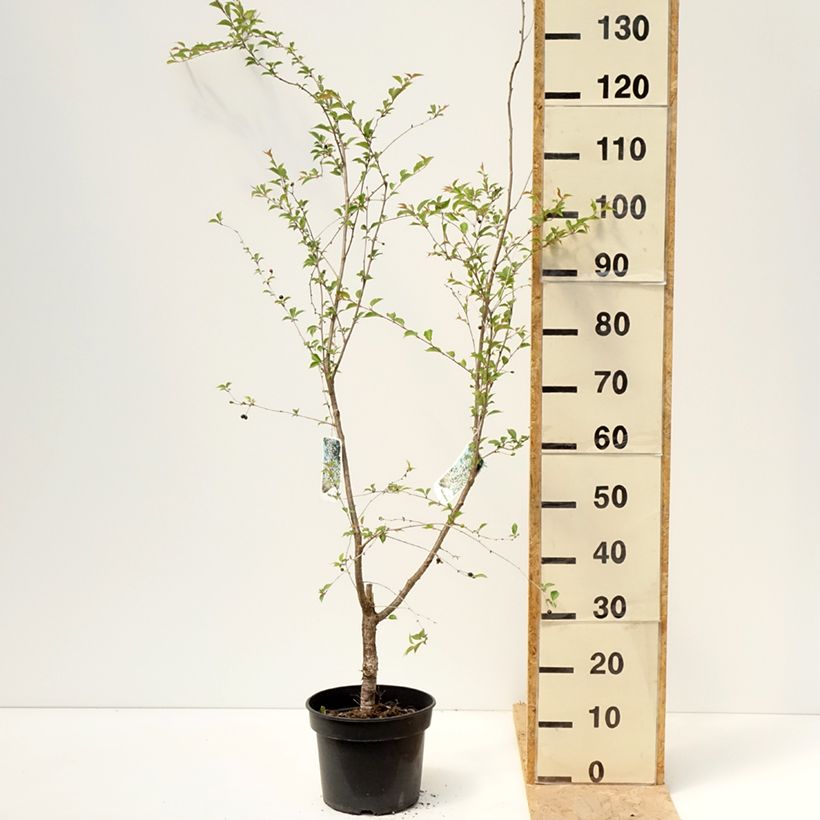 Cerezo de flor Hally Jolivette Maceta 4L/5LAltura de entrega aprox. 180/200cm Ejemplar entregado en la primavera