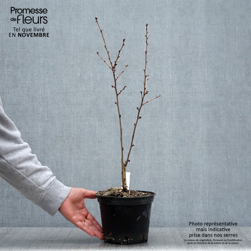 Ejemplar de Prunus hillieri Spire Maceta 3L/4L entregado en otoño