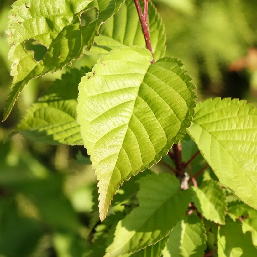 Prunus hillieri Spire (Follaje)
