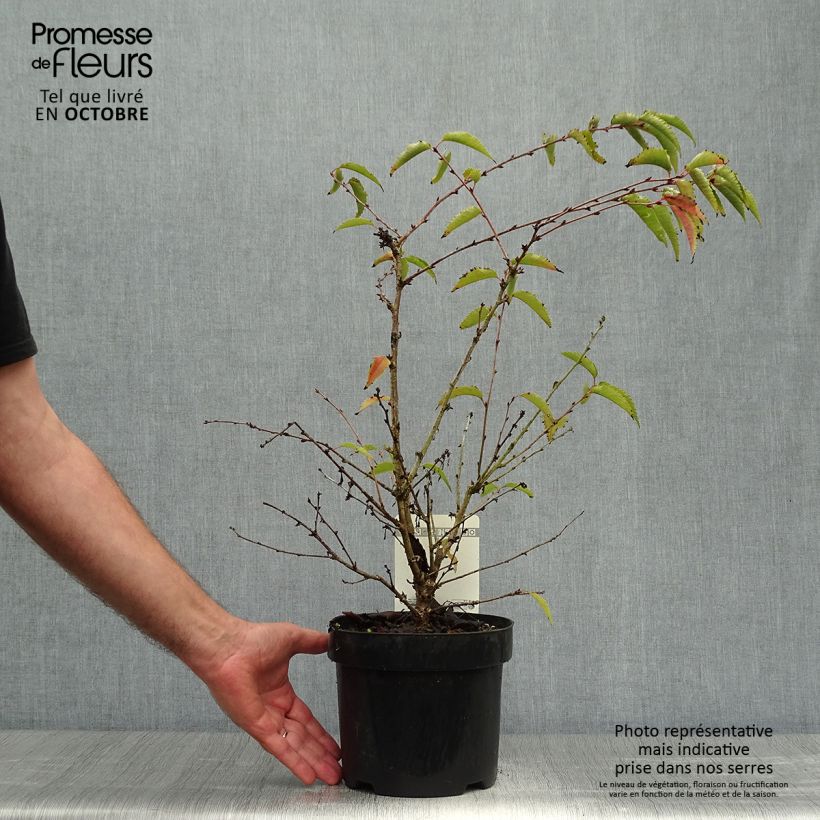 Ejemplar de Prunus nipponica var. kurilensis Brillant Maceta 2L/3L entregado en otoño