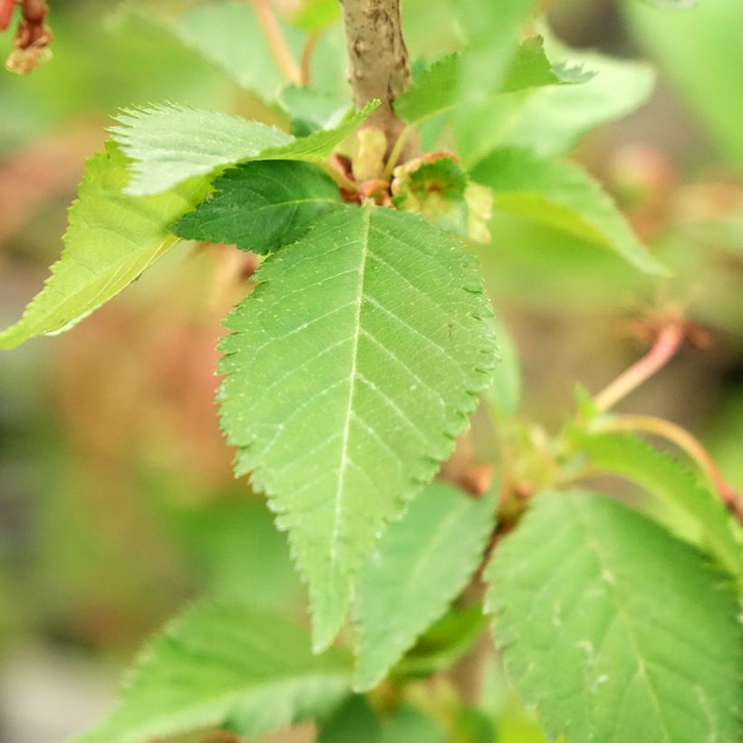 Prunus nipponica var. kurilensis Brillant (Follaje)