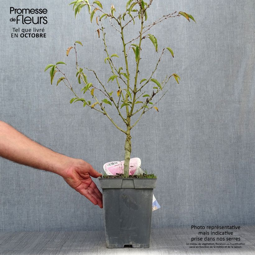 Ejemplar de Prunus nipponica var. kurilensis Brillant Maceta 4L/5L entregado en otoño