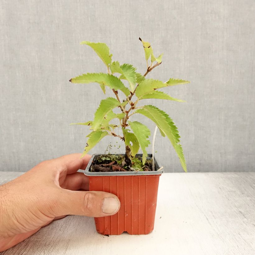 Ejemplar de Prunus nipponica var. kurilensis Brillant Maceta de 8/9 cm entregado en verano