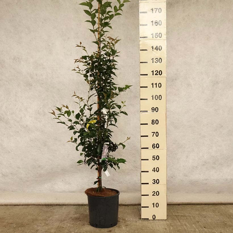 Ejemplar de Cerezo de flor Pandora Maceta 12L/15LAltura de entrega aprox. 220cm entregado en verano