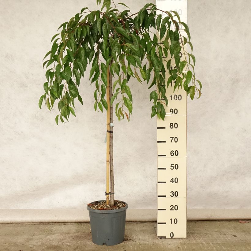 Ejemplar de Cerezo japonés Kiku-Shidare-Zakura - Prunus serrulata Maceta 7,5L/10LAltura de entrega aprox. 150/200cm entregado en verano