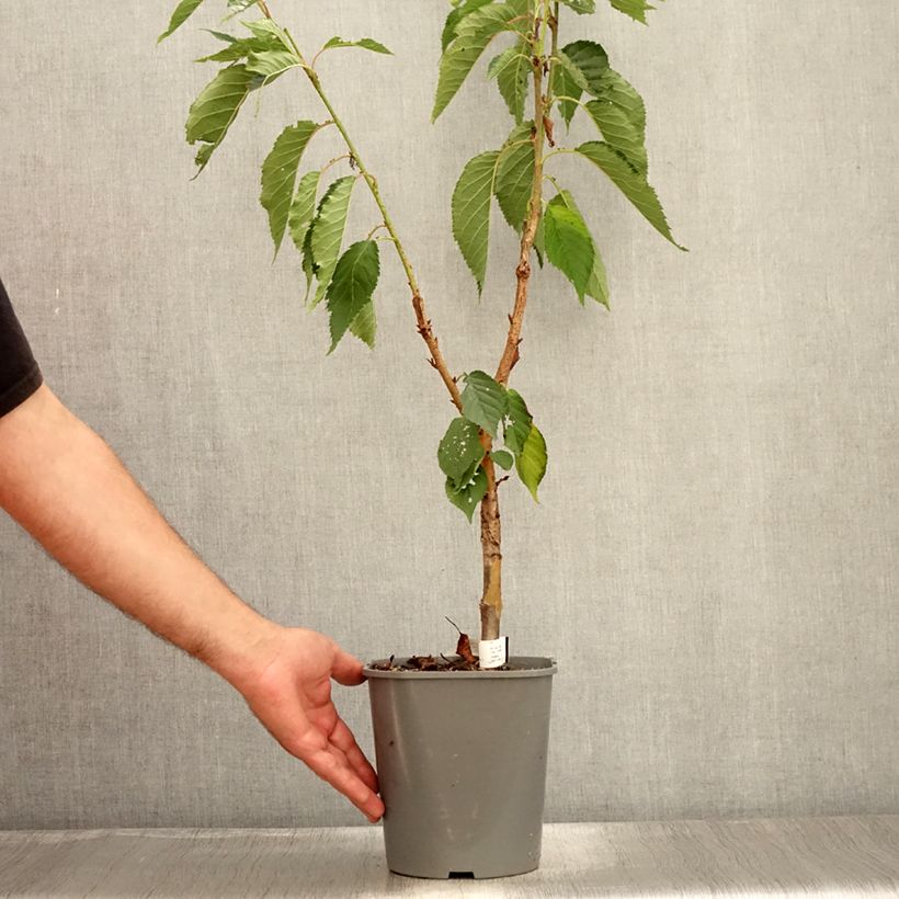 Ejemplar de Cerezo japonés Pink Perfection - Prunus serrulata Maceta 4L/5LAltura de entrega aprox. 100/120cm entregado en verano