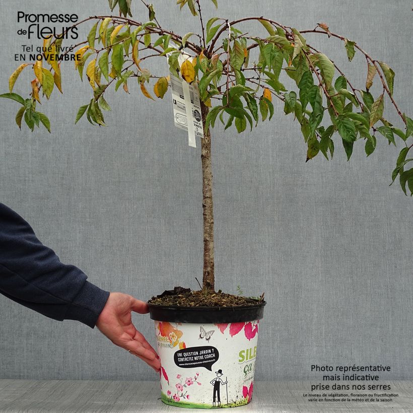 Ejemplar de Cerezo de flor Snow Fountains Maceta 6L/7L entregado en otoño