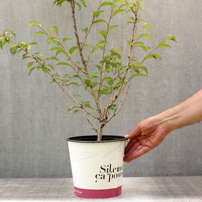 Ejemplar de Cerezo de flor subhirtella Fukubana Maceta 4L/5LAltura de entrega aprox. 80/90cm entregado en verano