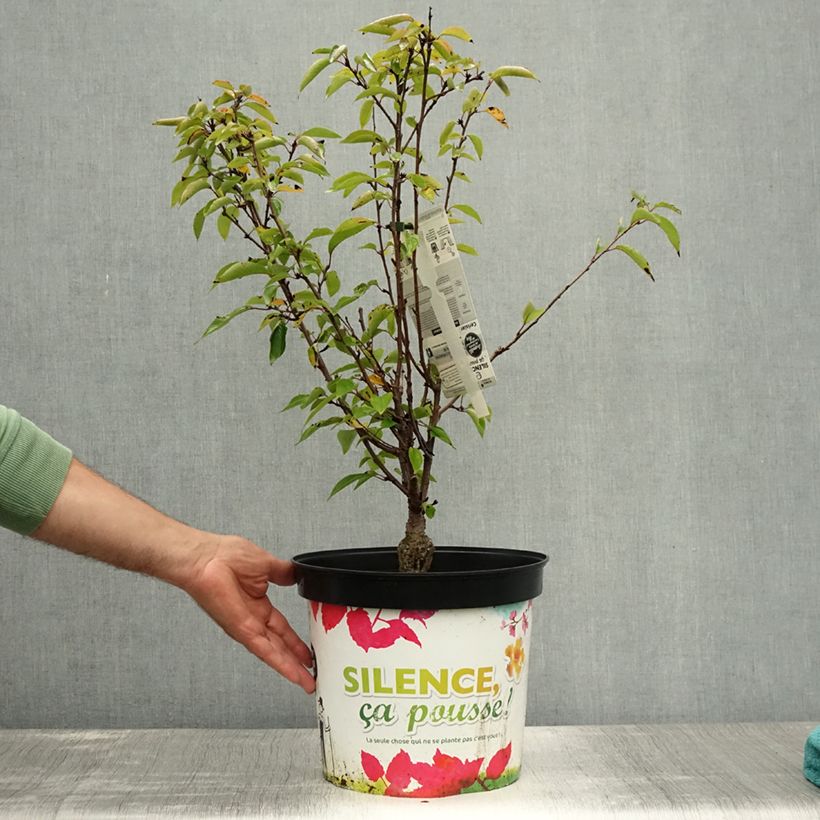 Ejemplar de Cerezo de flor subhirtella Fukubana Maceta 7,5L/10L entregado en verano