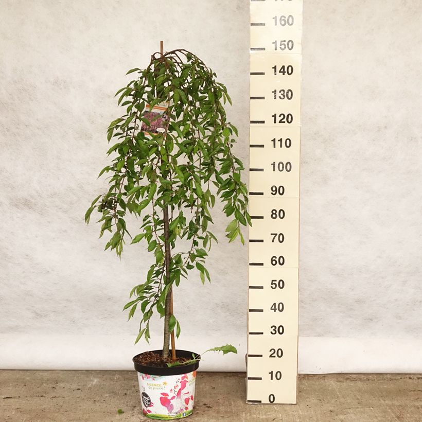 Cerezo de flor subhirtella Pendula Rubra Maceta 7,5L/10LAltura de entrega aprox. 150/+cm Ejemplar entregado en la primavera