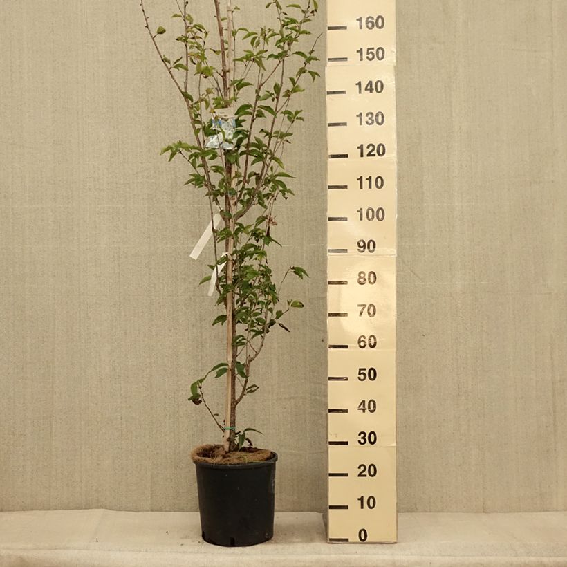 Ejemplar de Cerezo de flor Umineko Maceta 12L/15L entregado en otoño