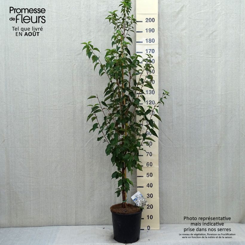 Ejemplar de Cerezo de flor Umineko Maceta 12L/15LAltura de entrega aprox. 125/150cm entregado en verano