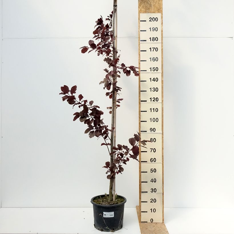 Ejemplar de Cerezo de Virginia Canada Red - Prunus virginiana Maceta 20L/25L entregado en verano