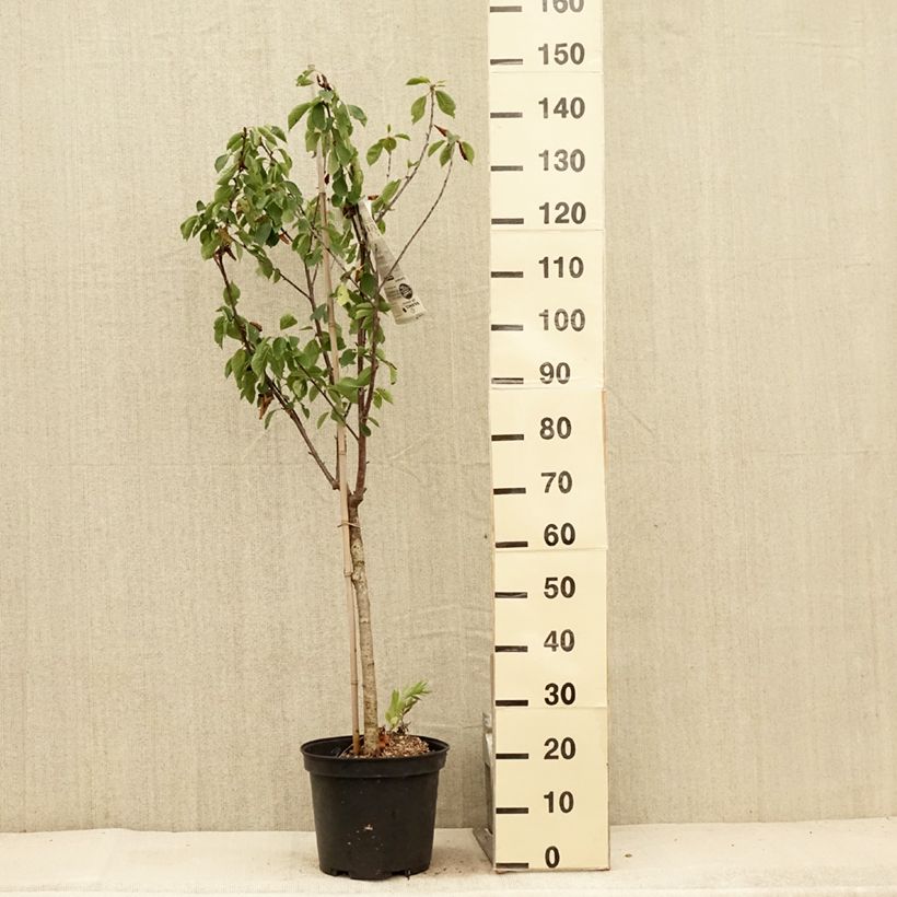 Ejemplar de Cerisier Anglaise Hâtive - Prunus cerasus Gobelet en pot de 7,5l/10l entregado en verano