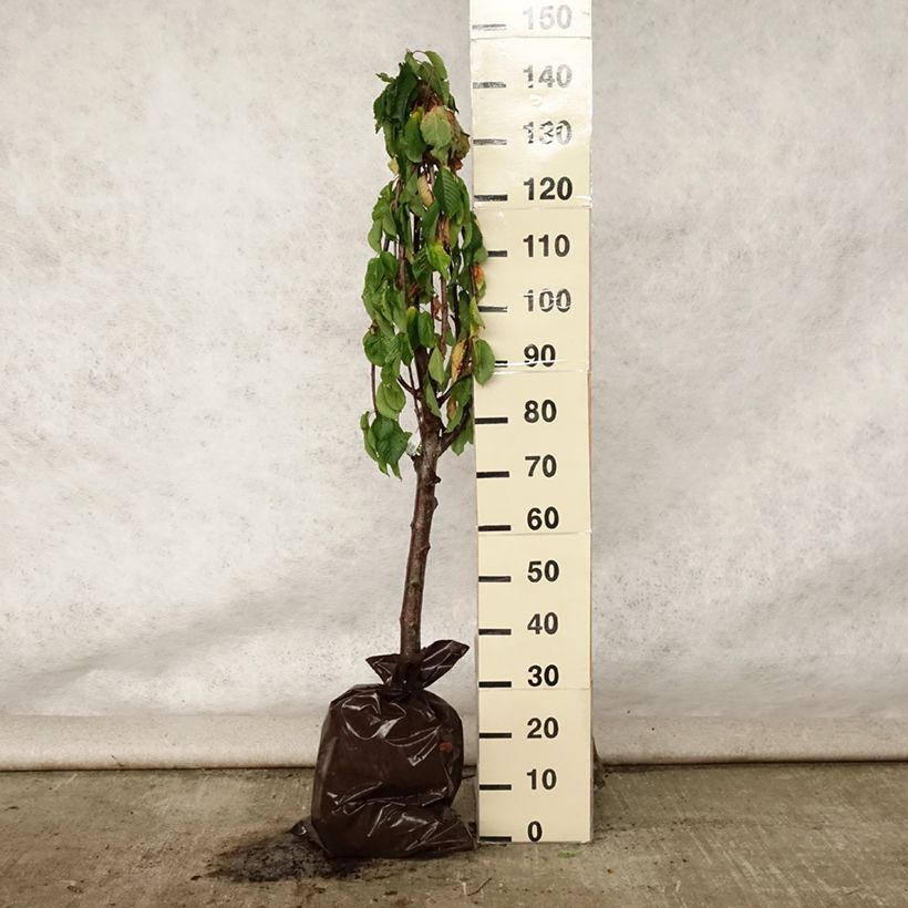 Ejemplar de Cerezo Bigarreau hâtif Delbard Cepellón "listo para plantar", CopaAltura de entrega aprox. 110/+cm entregado en verano