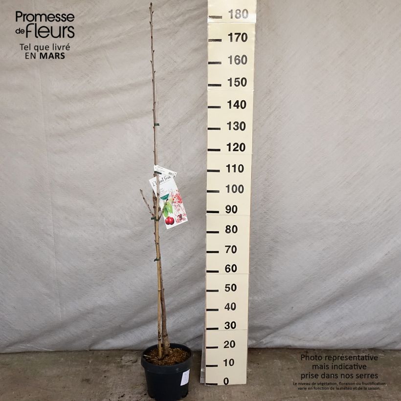 Guinda Shangai Maceta 6L/7L, ColumnarAltura de entrega aprox. 180/200cm Ejemplar entregado en la primavera