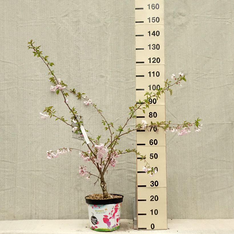 Cerezo de flor Accolade Maceta 7,5L/10LAltura de entrega aprox. 90+cm Ejemplar entregado en la primavera