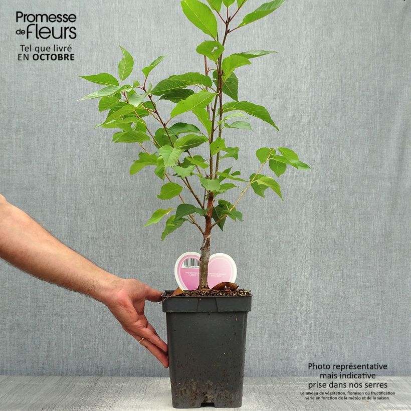 Ejemplar de Cerezo japonés Kanzan - Prunus serrulata Maceta 4L/5L entregado en otoño