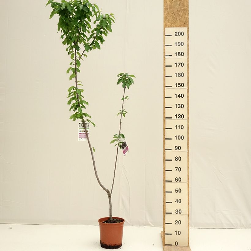 Cerisier Duo Bigarreau Burlat et Napoléon Pot de 7,5L/10LHauteur livrée env. 125/150cm Ejemplar entregado en la primavera