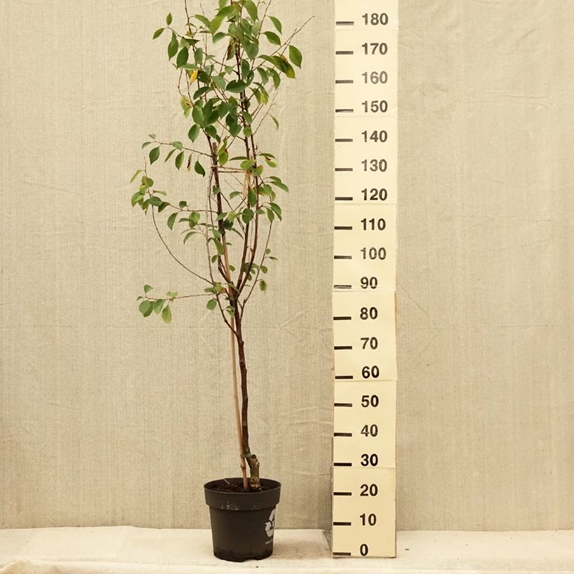 Ejemplar de Guinda Kelleriis16 o Morellenfeuer Bio Maceta 4L/5L, 1/4 tallo entregado en verano