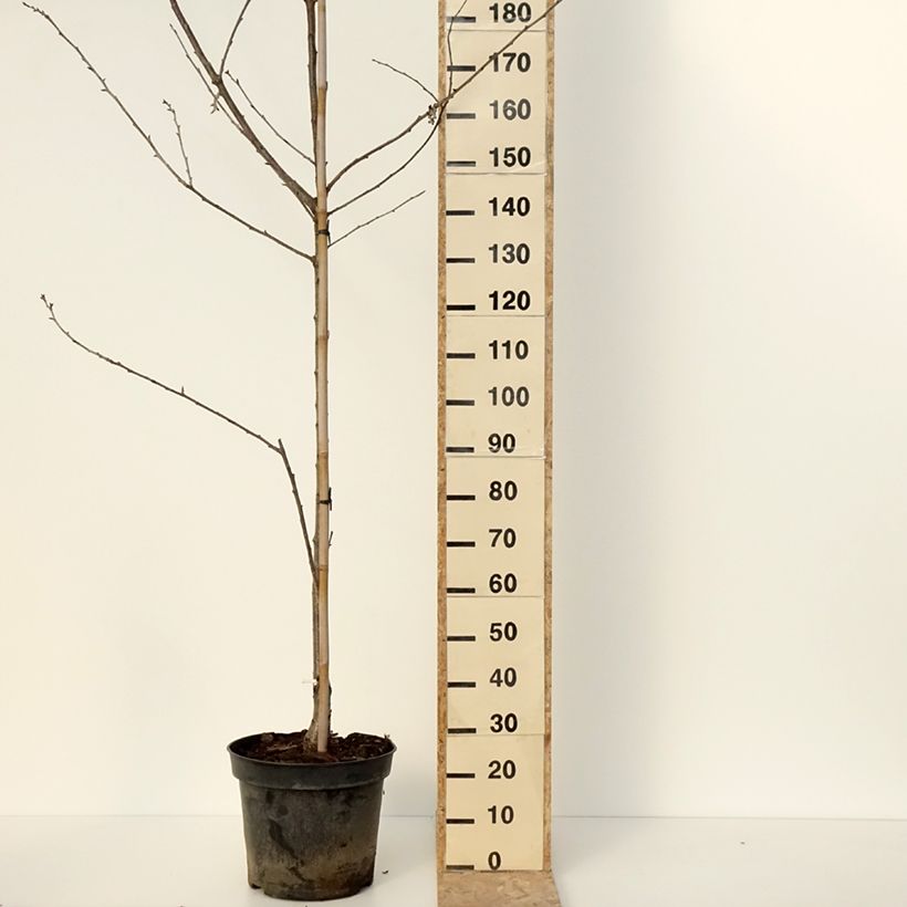 Prunus avium Kunzego Kunzes Kirche - Cerisier Maceta 20L/25L, Medio tallo Ejemplar entregado en invierno
