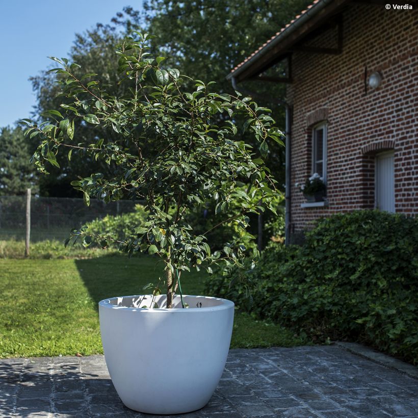 Guinda enana Fruitality Cherry Baby (Porte)