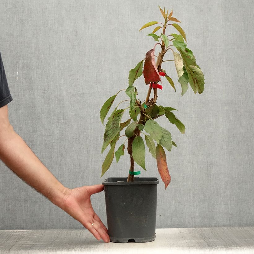 Ejemplar de Guinda enana Fruit Me Cherry Me Lapins Maceta 4L/5L, Enano entregado en verano