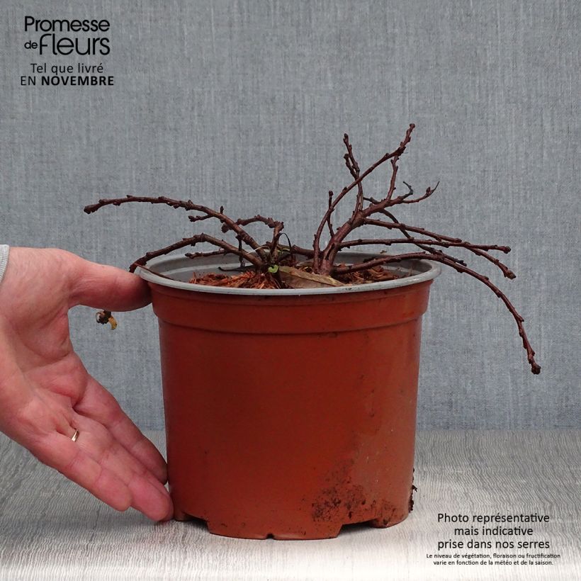 Ejemplar de Prunus pumila Depressa Maceta 2L/3L entregado en otoño