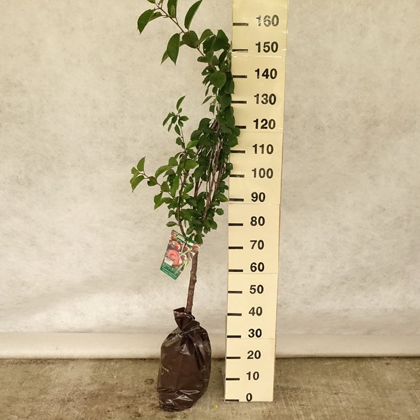 Ejemplar de Guinda Cerise Allégria Delbard Cepellón "listo para plantar", CopaAltura de entrega aprox. 110/+cm entregado en verano