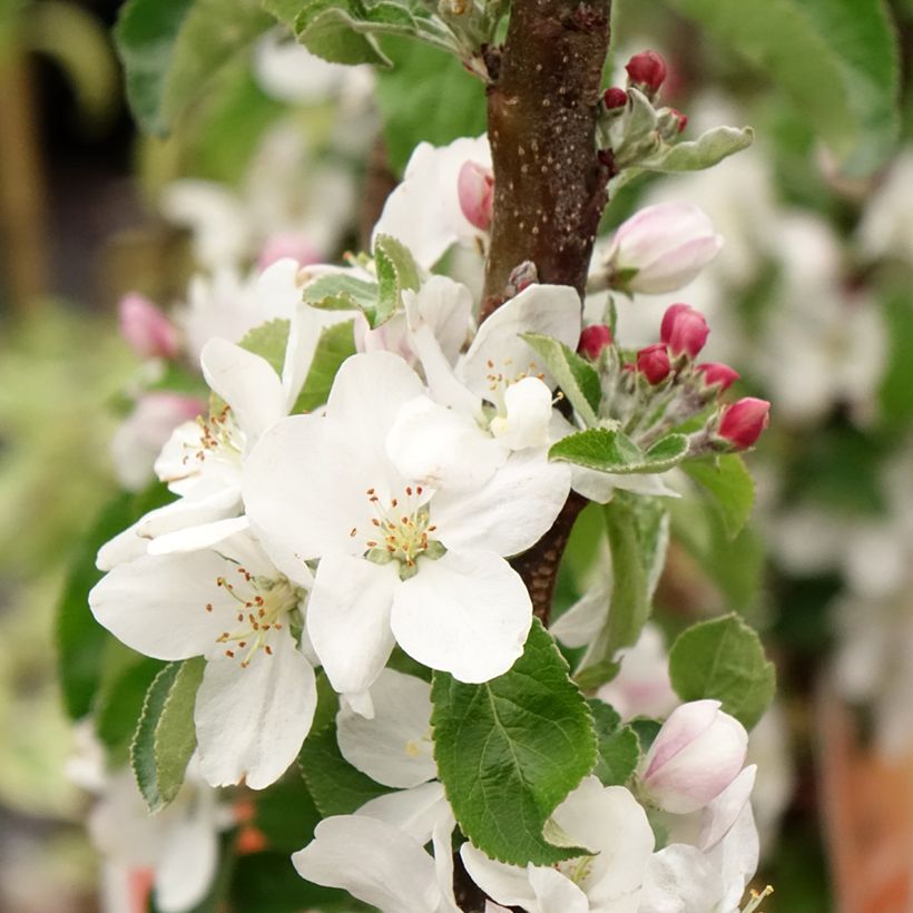 Cerezo Staccato (Floración)