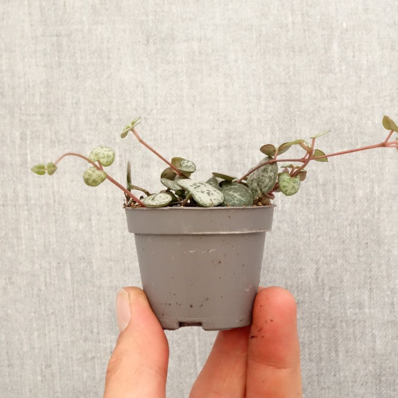 Ceropegia woodii - Collar de corazones Mini-plante Ejemplar entregado en la primavera
