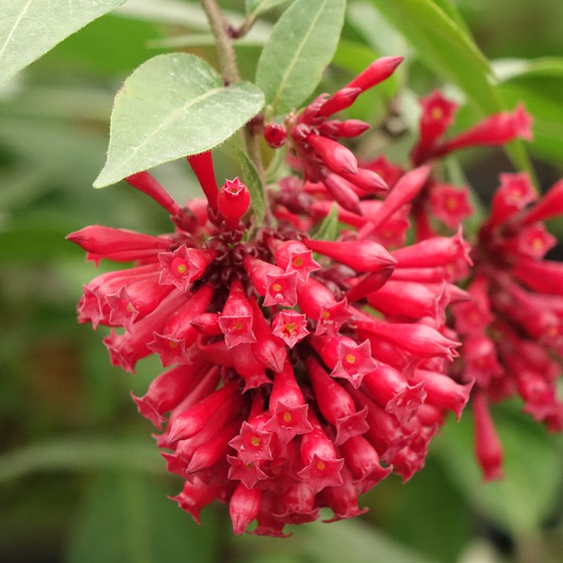 Cestrum elegans Rubrum (Floración)