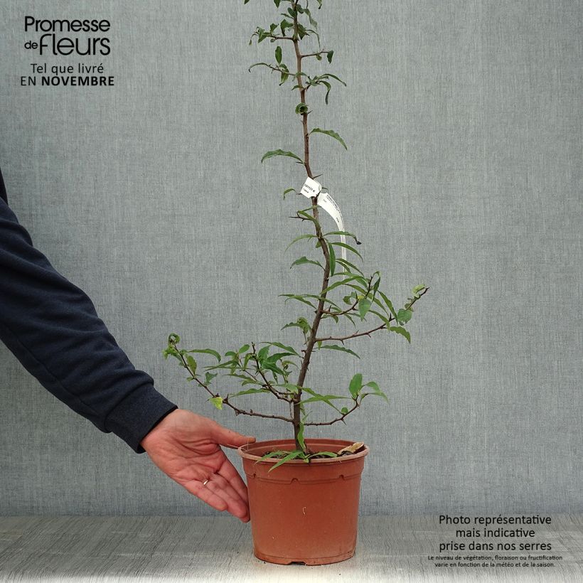 Ejemplar de Chaenomeles cathayensis Maceta 3L/4L entregado en otoño