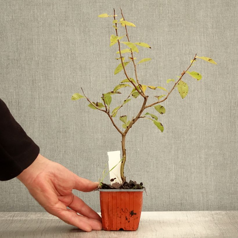 Ejemplar de Membrillero del Japón Nicoline - Chaenomeles superba Maceta de 8/9 cm entregado en otoño