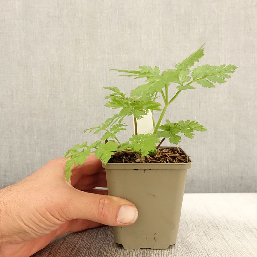 Ejemplar de Chaerophyllum hirsutum Roseum Maceta de 8/9 cm entregado en otoño