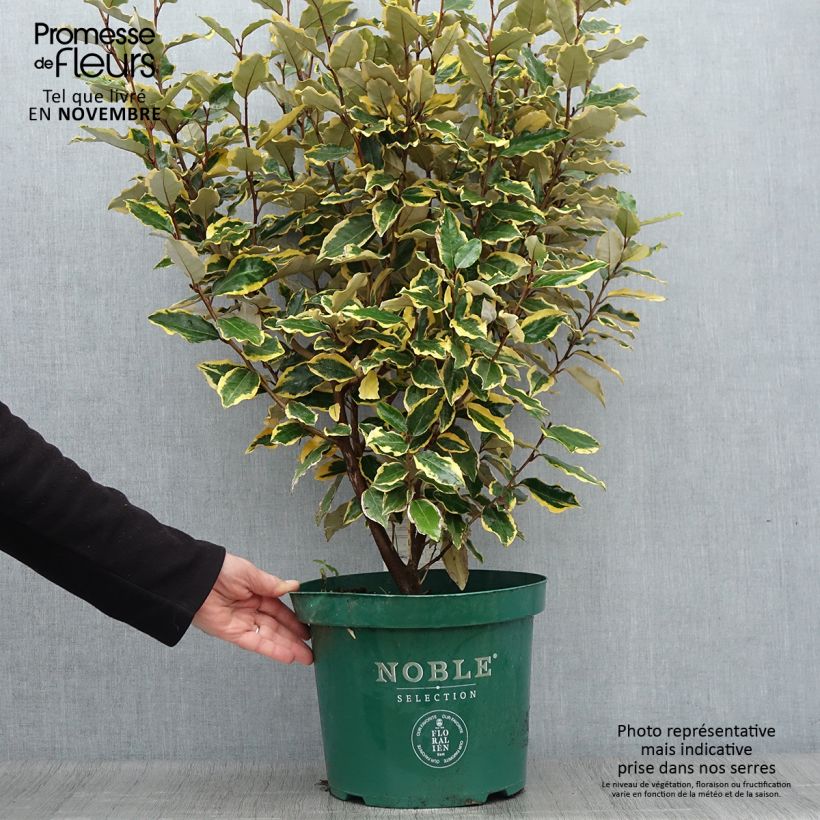 Ejemplar de Elaeagnus ebbingei Viveleg Maceta 7,5L/10L entregado en otoño