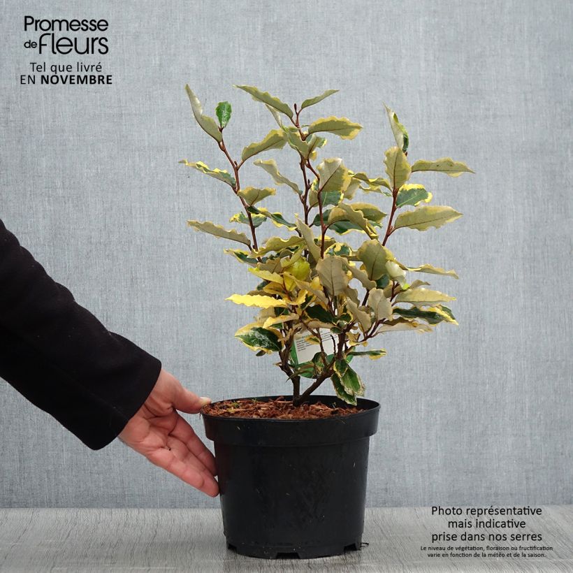 Ejemplar de Elaeagnus ebbingei Viveleg Maceta 3L/4L entregado en otoño