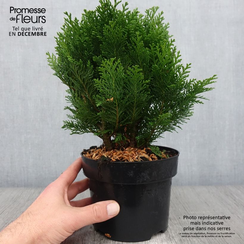 Ejemplar de Chamaecyparis lawsoniana Minima Glauca Maceta 2L/3L entregado en otoño