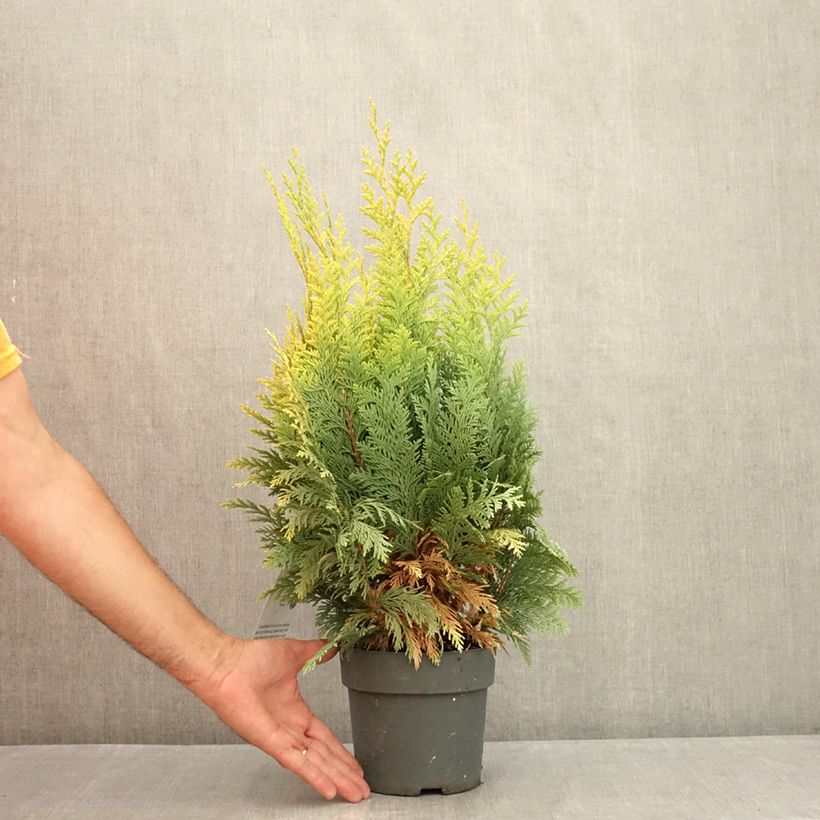 Ejemplar de Chamaecyparis lawsoniana Alumigold Maceta 2L/3L entregado en verano