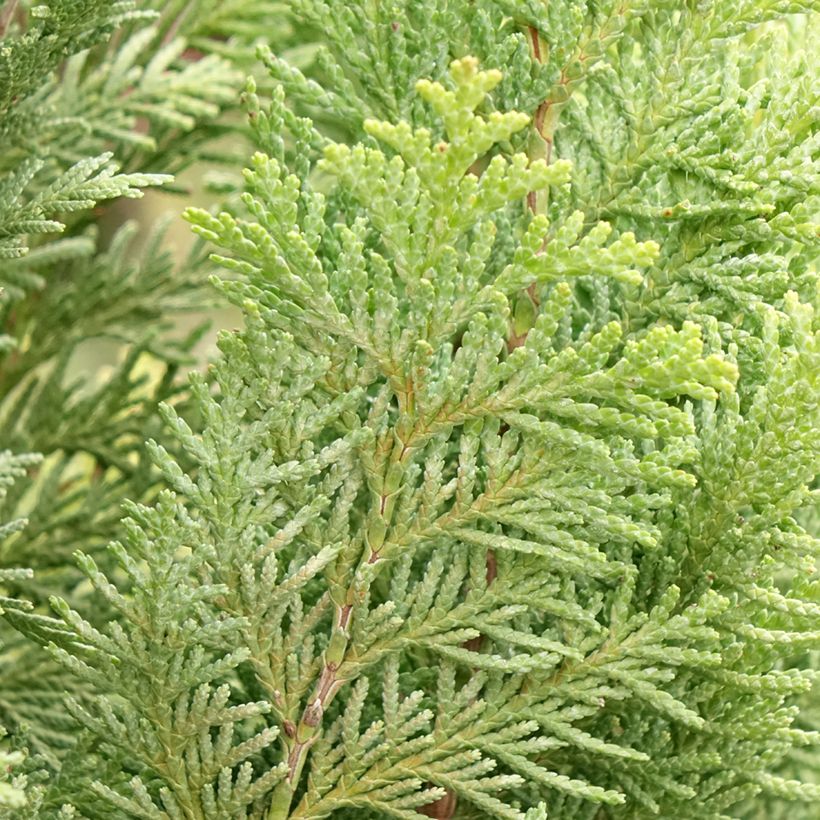 Chamaecyparis lawsoniana Alumigold (Follaje)