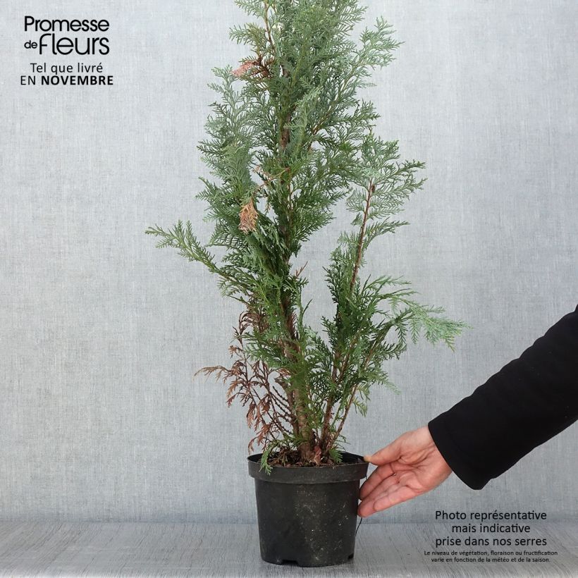 Ejemplar de Chamaecyparis lawsoniana Alumii Maceta 3L/4L entregado en otoño