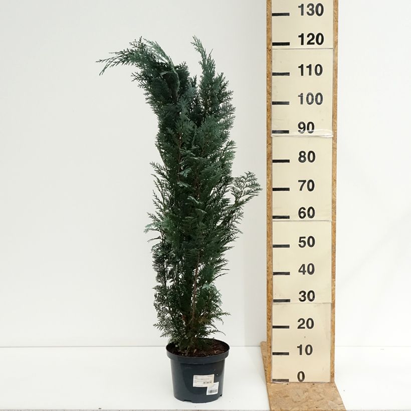 Ejemplar de Chamaecyparis lawsoniana Columnaris Maceta 4L/5L entregado en verano
